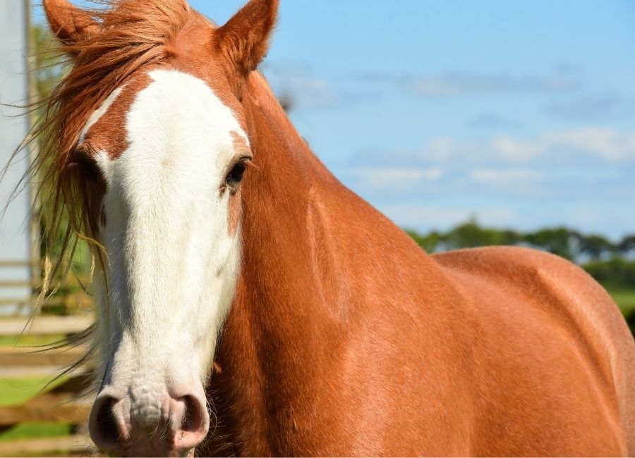 Clydesdale Cheval Western