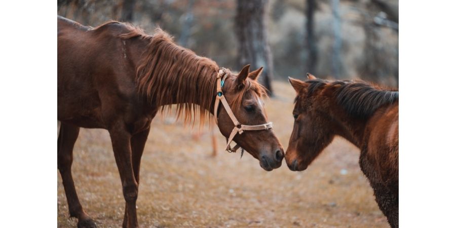 Différence entre poney et cheval