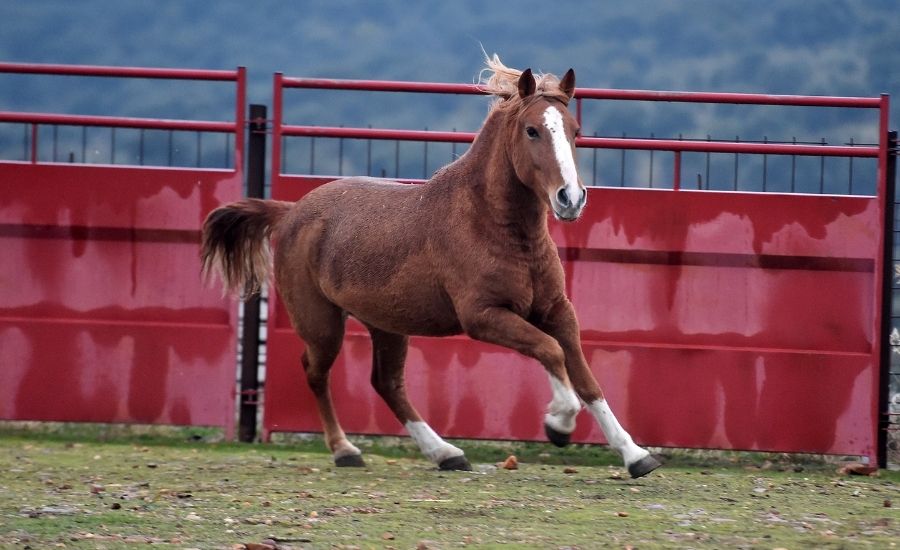 Percheron Cheval Western