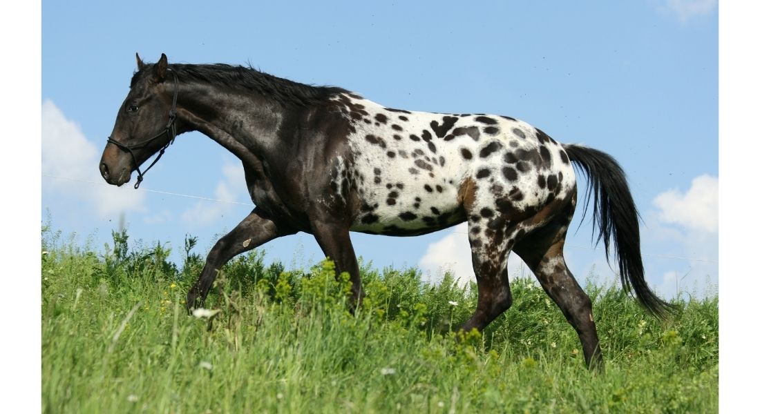 Race de Cheval Appaloosa