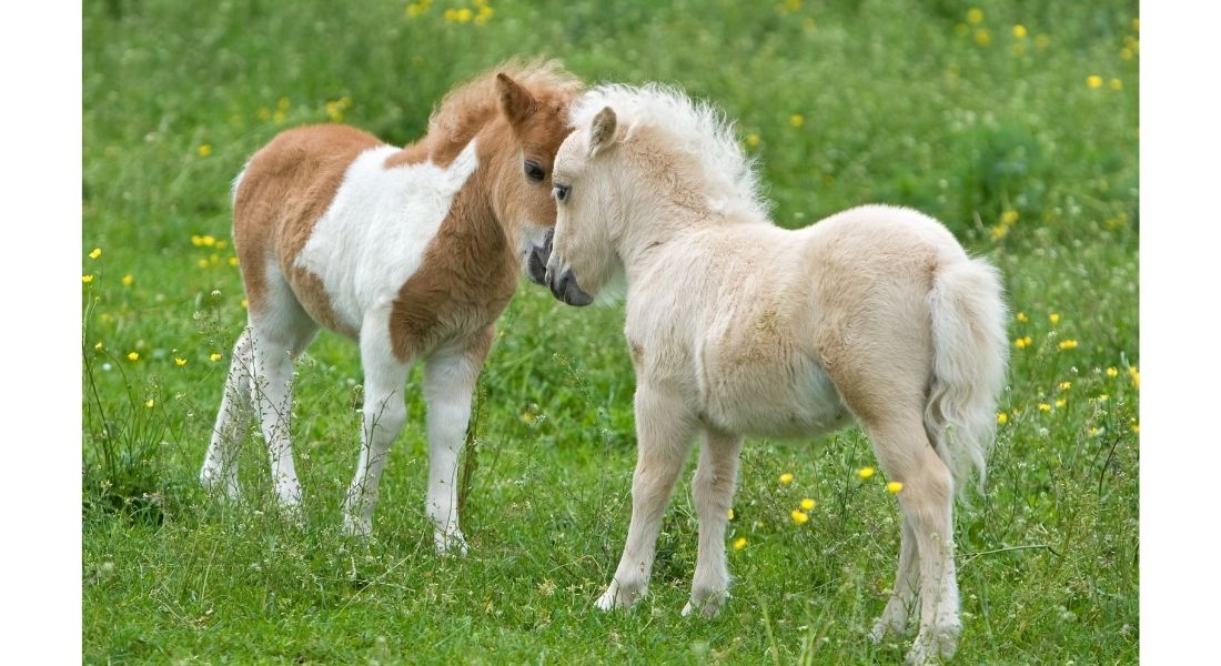 Race Cheval Falabella