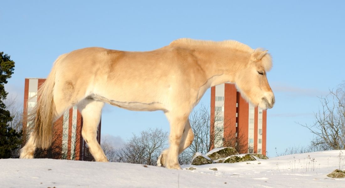 Race Cheval Fjord