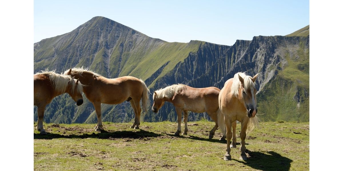 Race de Cheval Haflinger