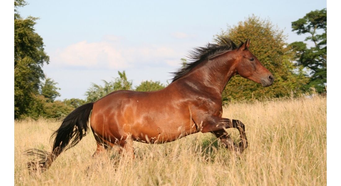 Race de Cheval Mustang