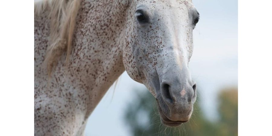 Le Cheval Blanc - ❗ À peine reçu, déjà en rupture. Il nous reste