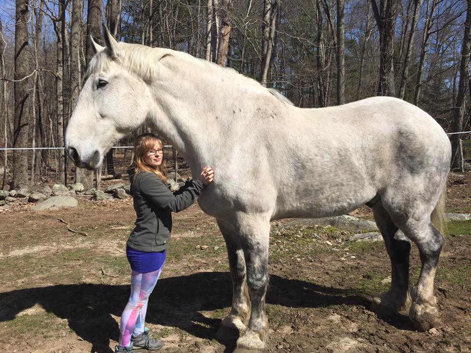 Percheron