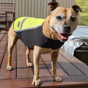 dog hi vis vest