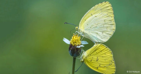 Grass Yellow Butterfly c:Sid Naique