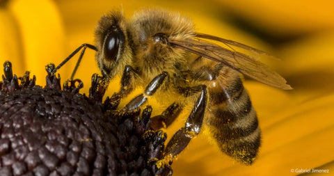 Honey Bees c:Gabriel Jimenez