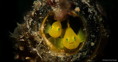 Yellow Crown Goby c: Martyn Guess.