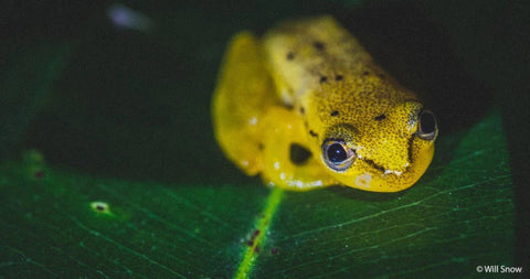 Yellow Frog c: Will Stone