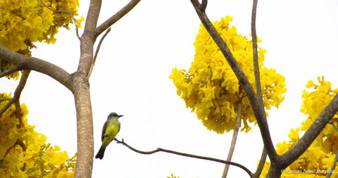 Primavera c: Ramses Magana.