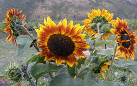 Sunflowers at Hawkshead 