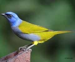 blue-headed-tanager-hawkshead-blog