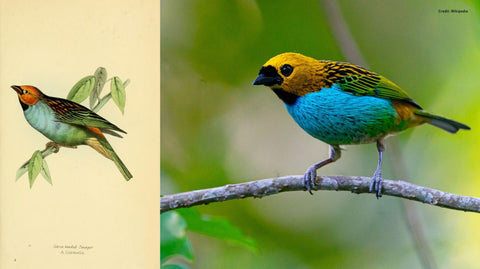 gilt-creasted-tanager-hawkshead-blog