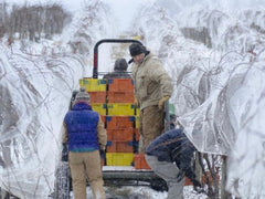 hawkshead-blog-ice-riesling-harvest