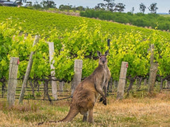 riesling-australia 