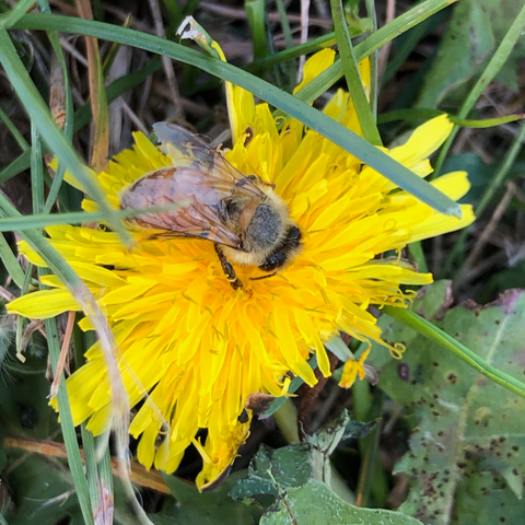 Hawkshead Vineyard Bees 