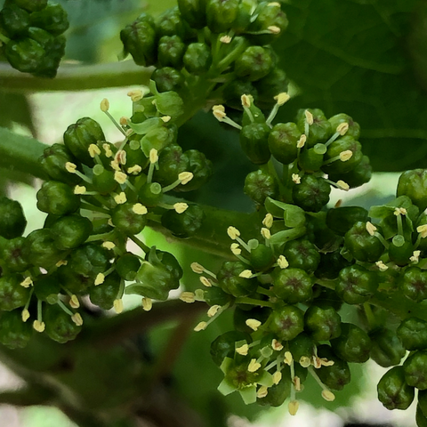 Hawkshead Vineyard - Flowering