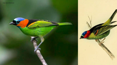 red-necked-tanager-hawkshead-blog-pinot-blanc