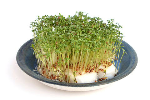 How to grow cress