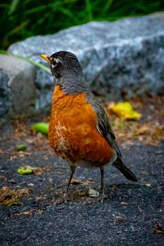 Bird: American Robin showing prominently its orange breast. 