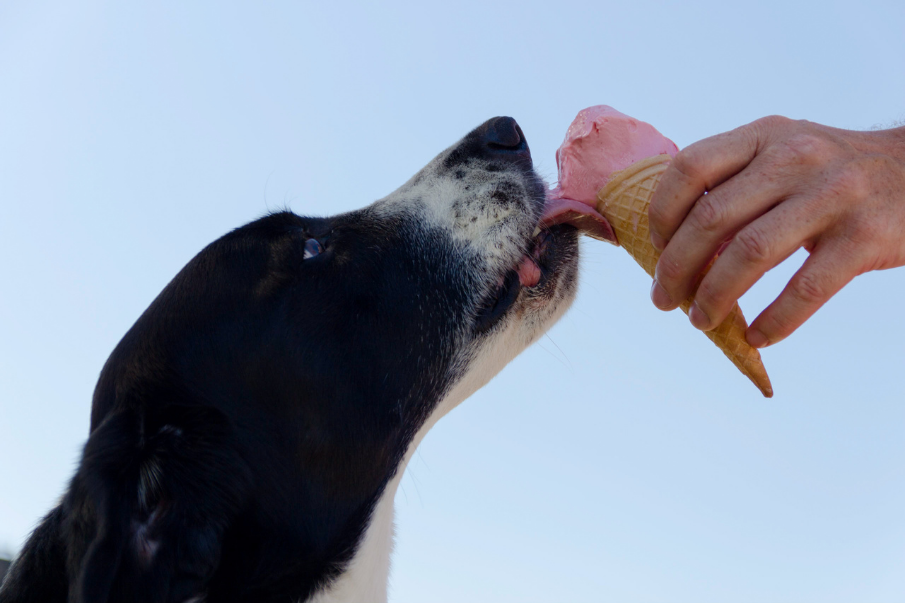 dog eating ice cream in a cone the owner is holding