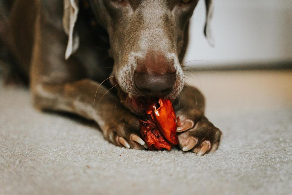 weimaraner eating a roasted red pepper 
