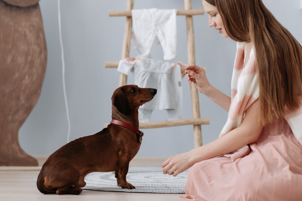 Person using positive reinforcement to train a Dachshund. 
