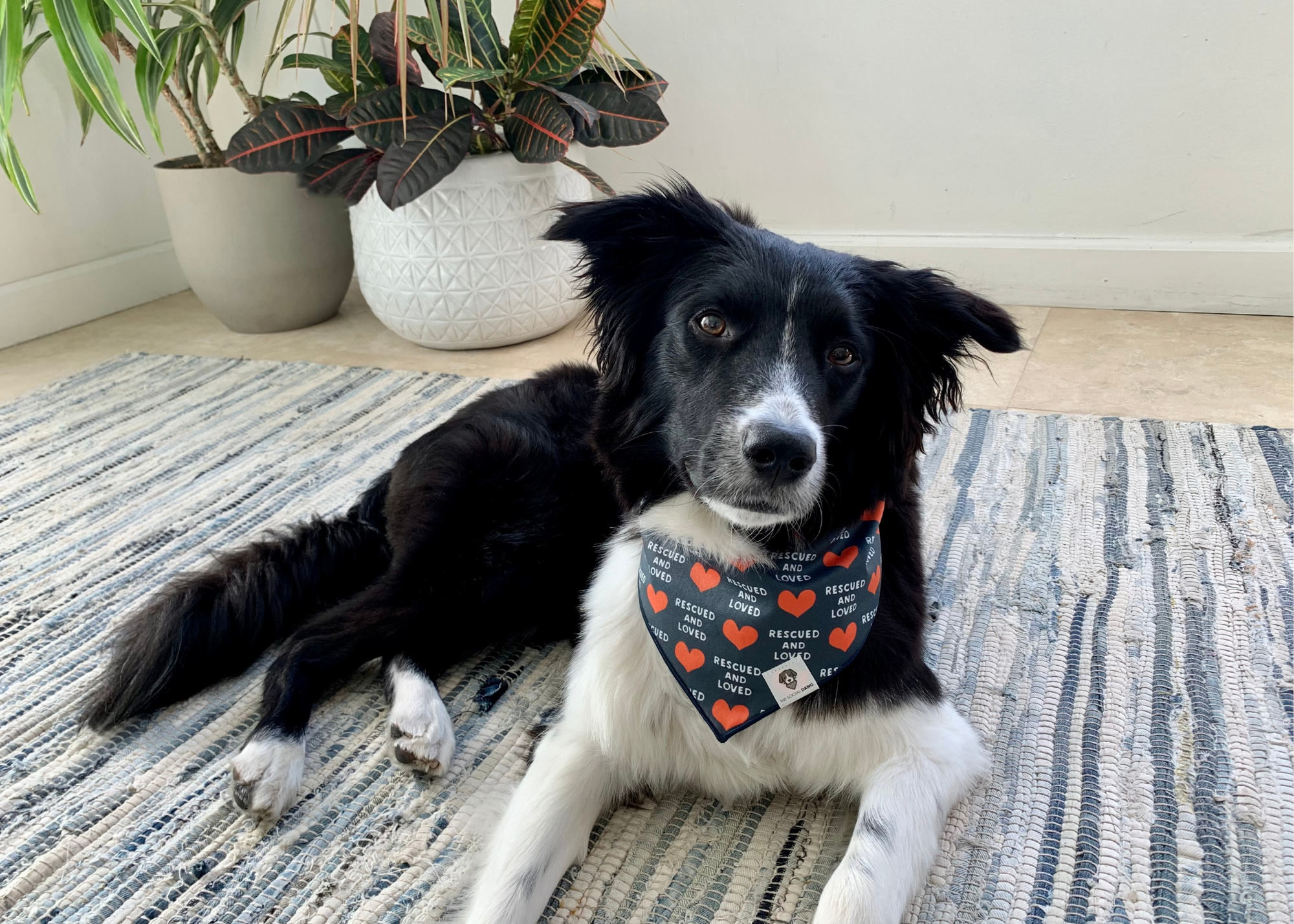 Dog wearing rescued and loved dog bandana