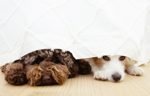 2 scared dogs hiding