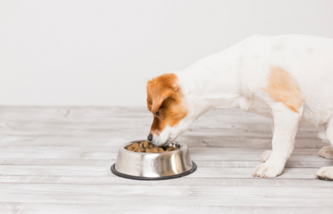 dog eating food from a bowl