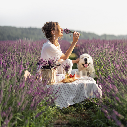 owner and dog picnic in lavender field
