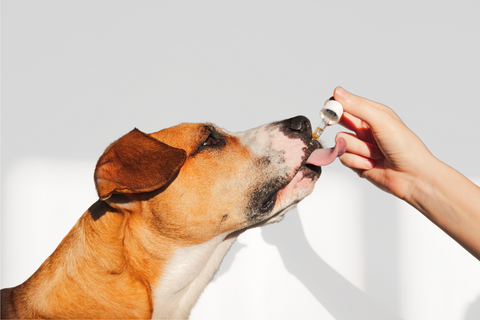 Dog licking oil from a dripper