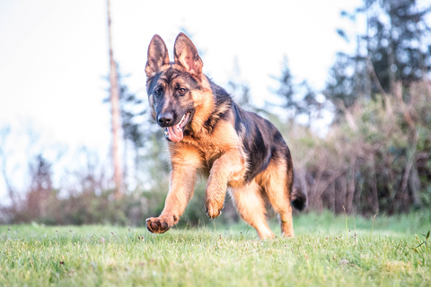 German shepherd running through grass