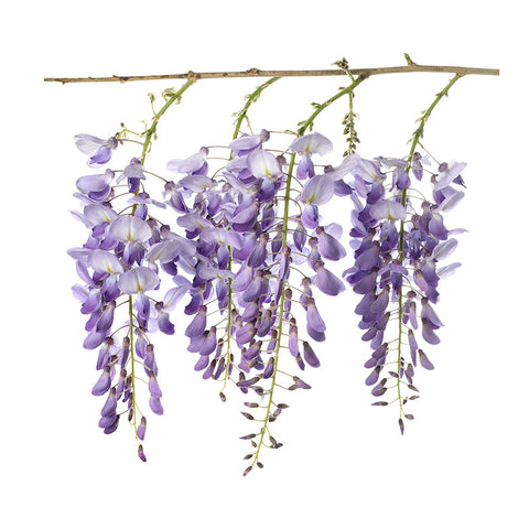 DAME SOLIFLORE Wisteria Perfume