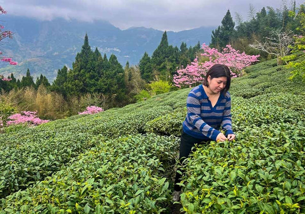 Taiwanese ingredients for cold-pressed soap