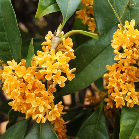 osmanthus flower, osmanthus tea; support AAPI business