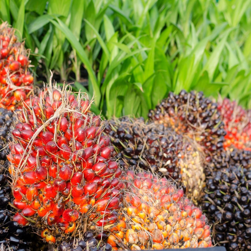 palm oil fruit; African oil palm; sustain palm oil; organic palm oil