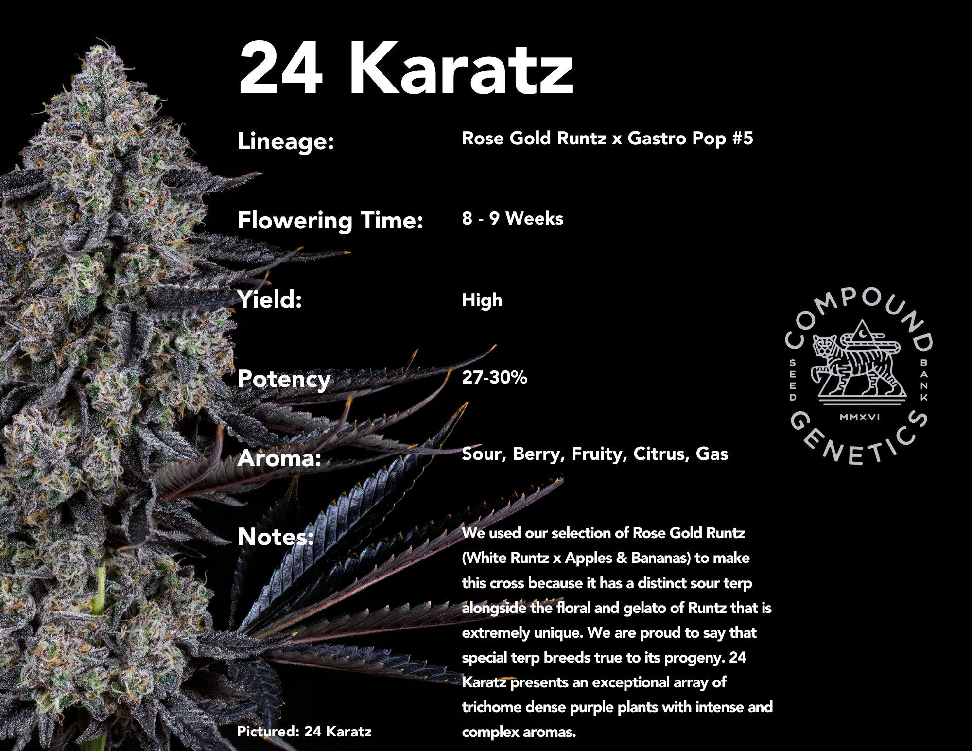 24 Karatz bred by Compound Genetics