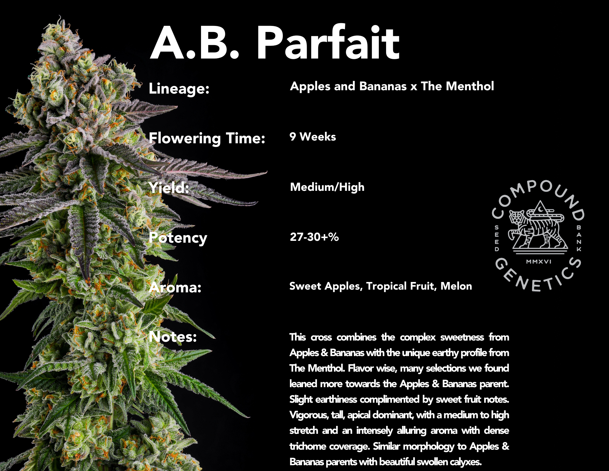 AB Parfait bred by Compound Genetics - Apples & Bananas x The Menthol