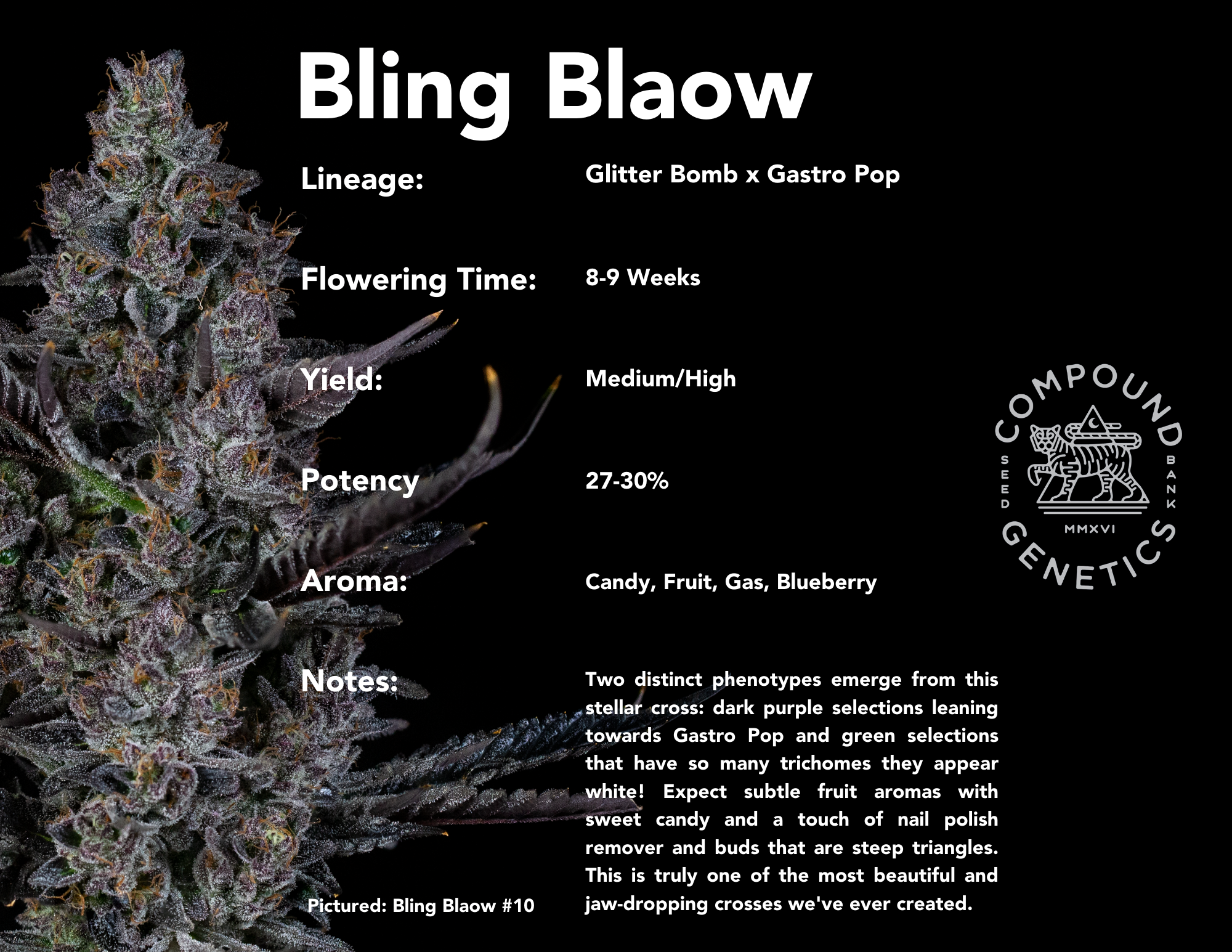 Bling Blaow bred by Compound Genetics