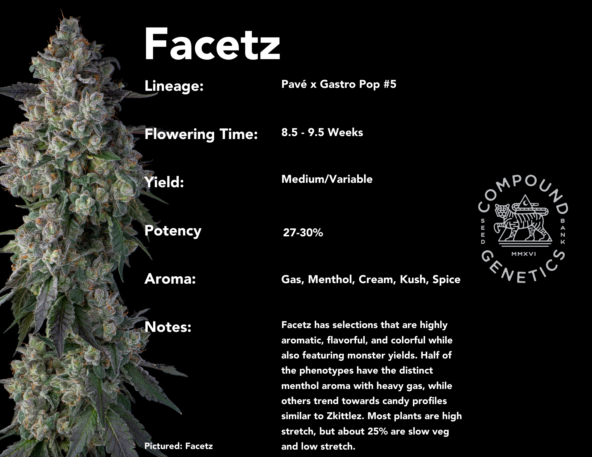 Facetz bred by Compound Genetics