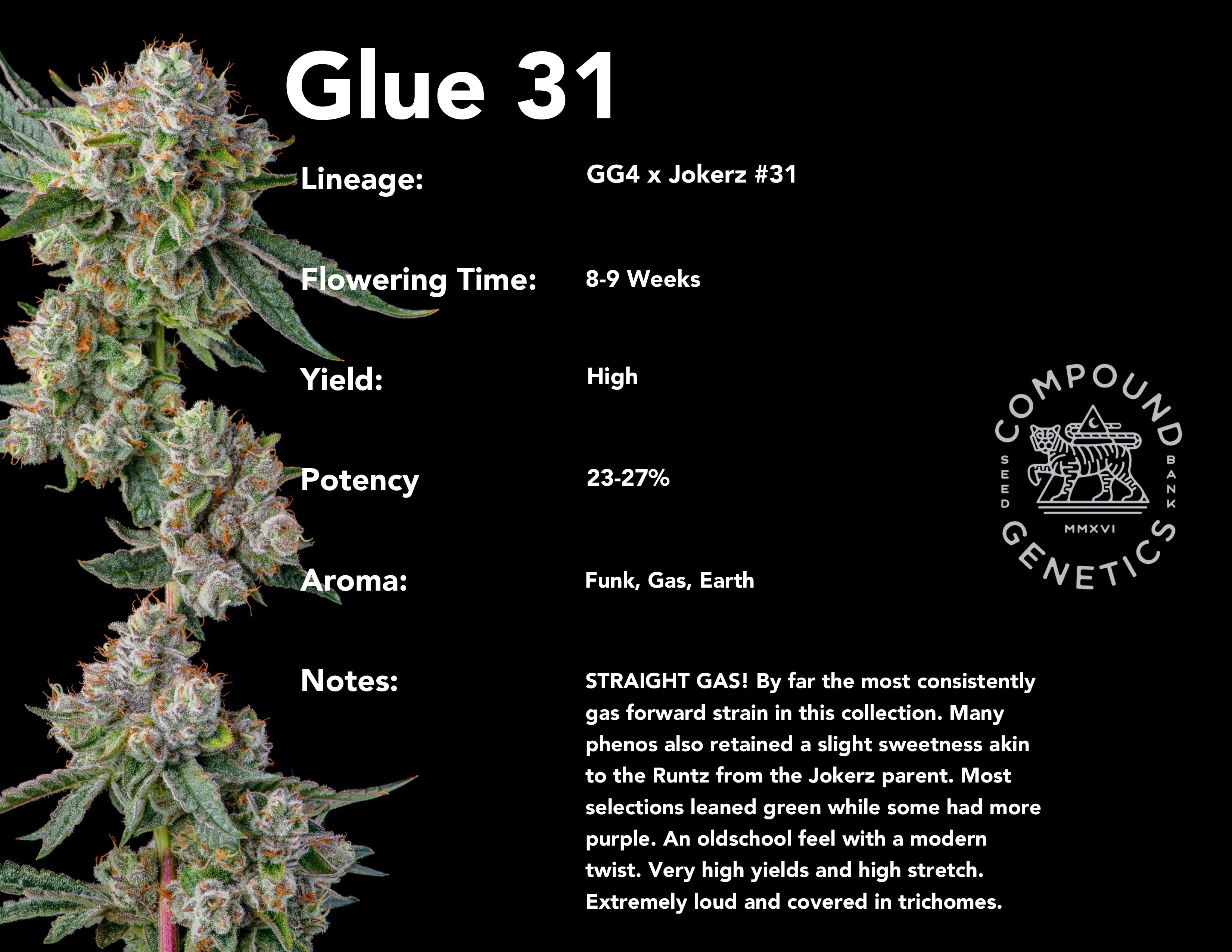 Glue 31 bred by Compound Genetics