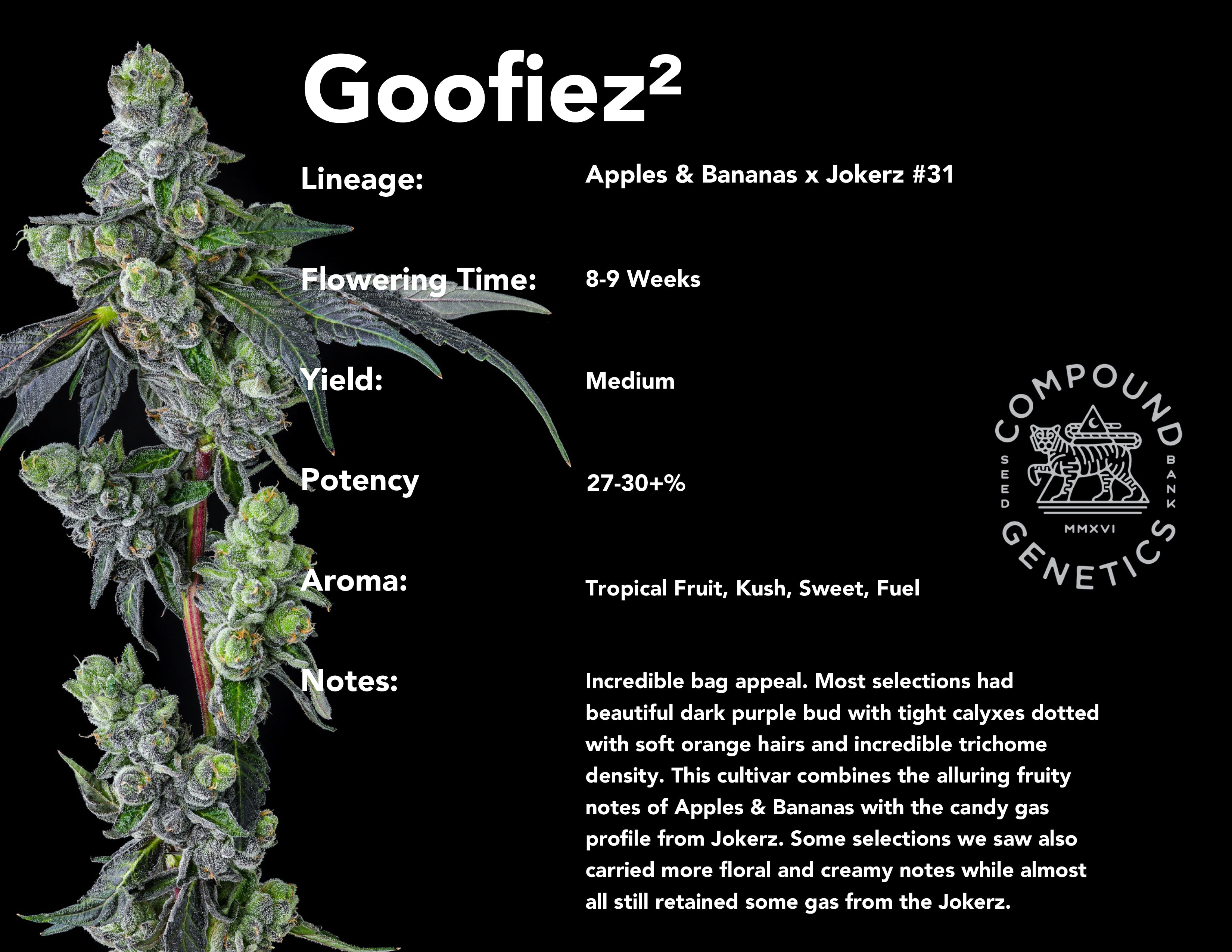 Goofiez Squared Bred by Compound Genetics