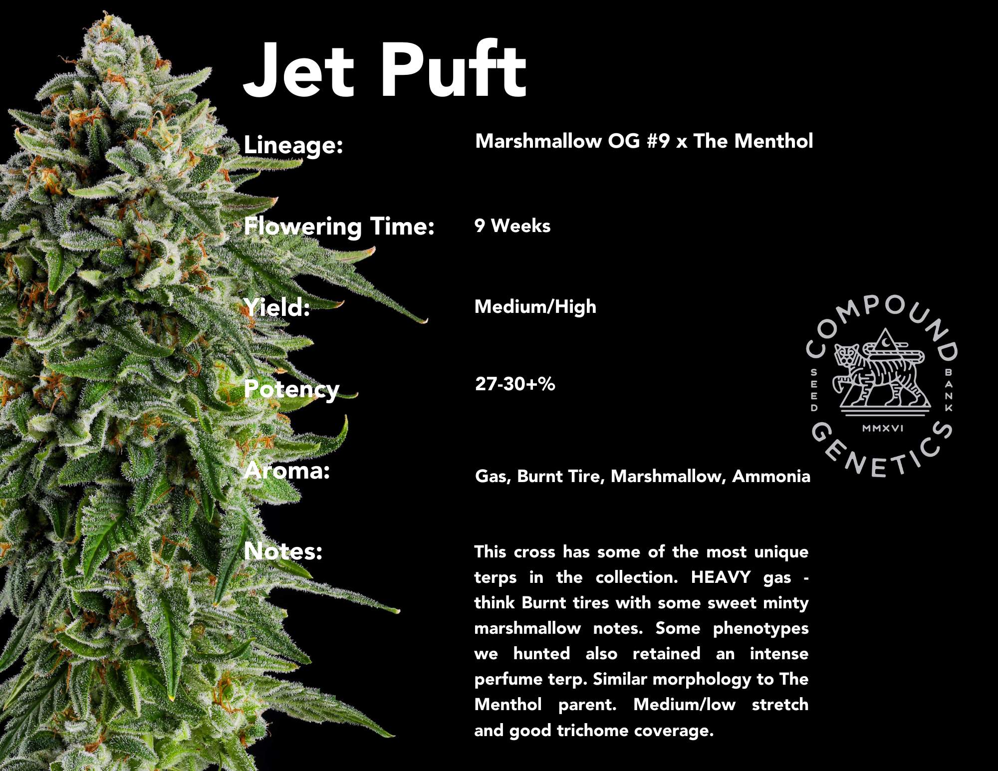 Jet Puft bred by Compound Genetics - Marshmallow OG #9 x The Menthol