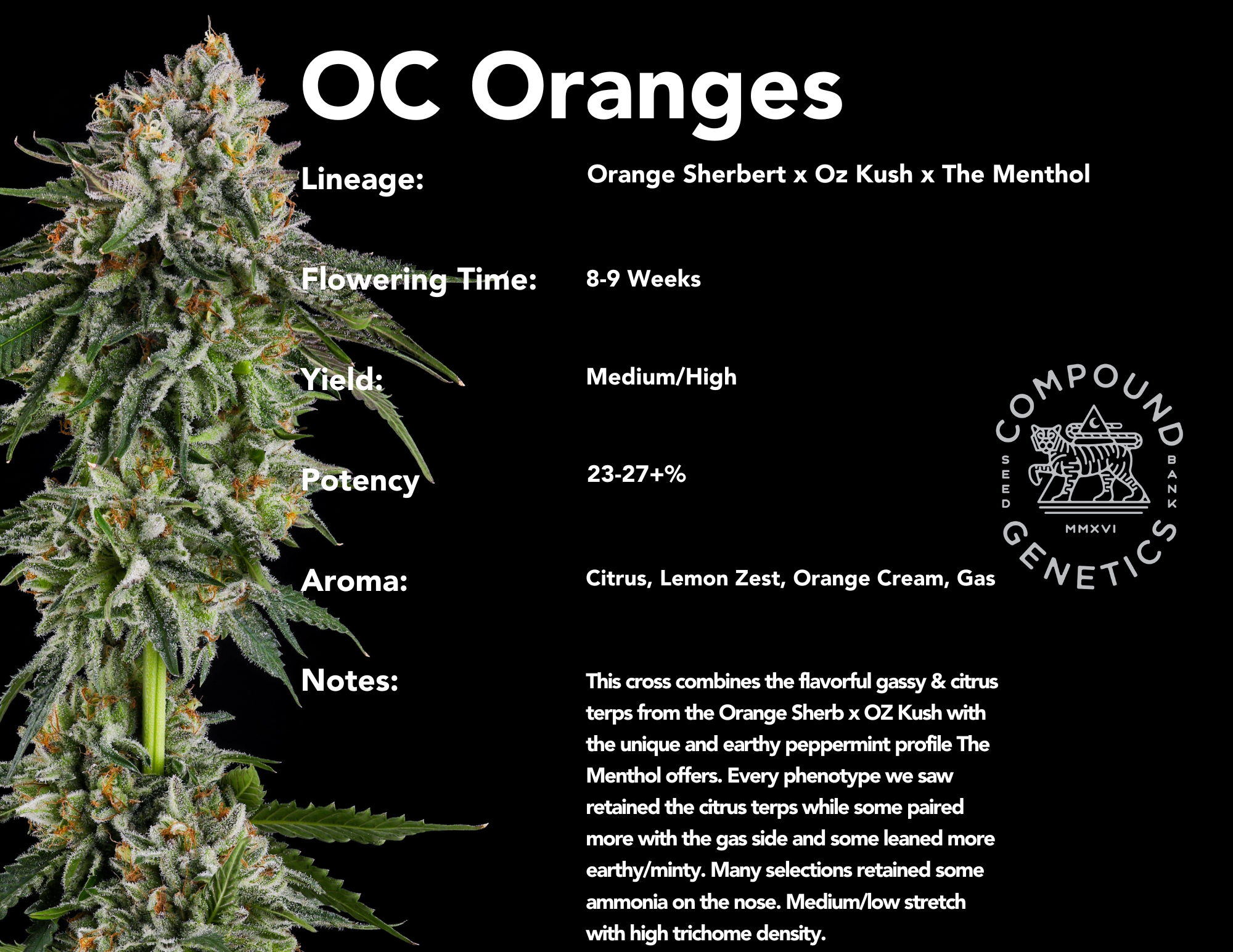 OC Oranges bred by Compound Genetics - Orange Sherb x Oz Kush x The Menthol x The Menthol