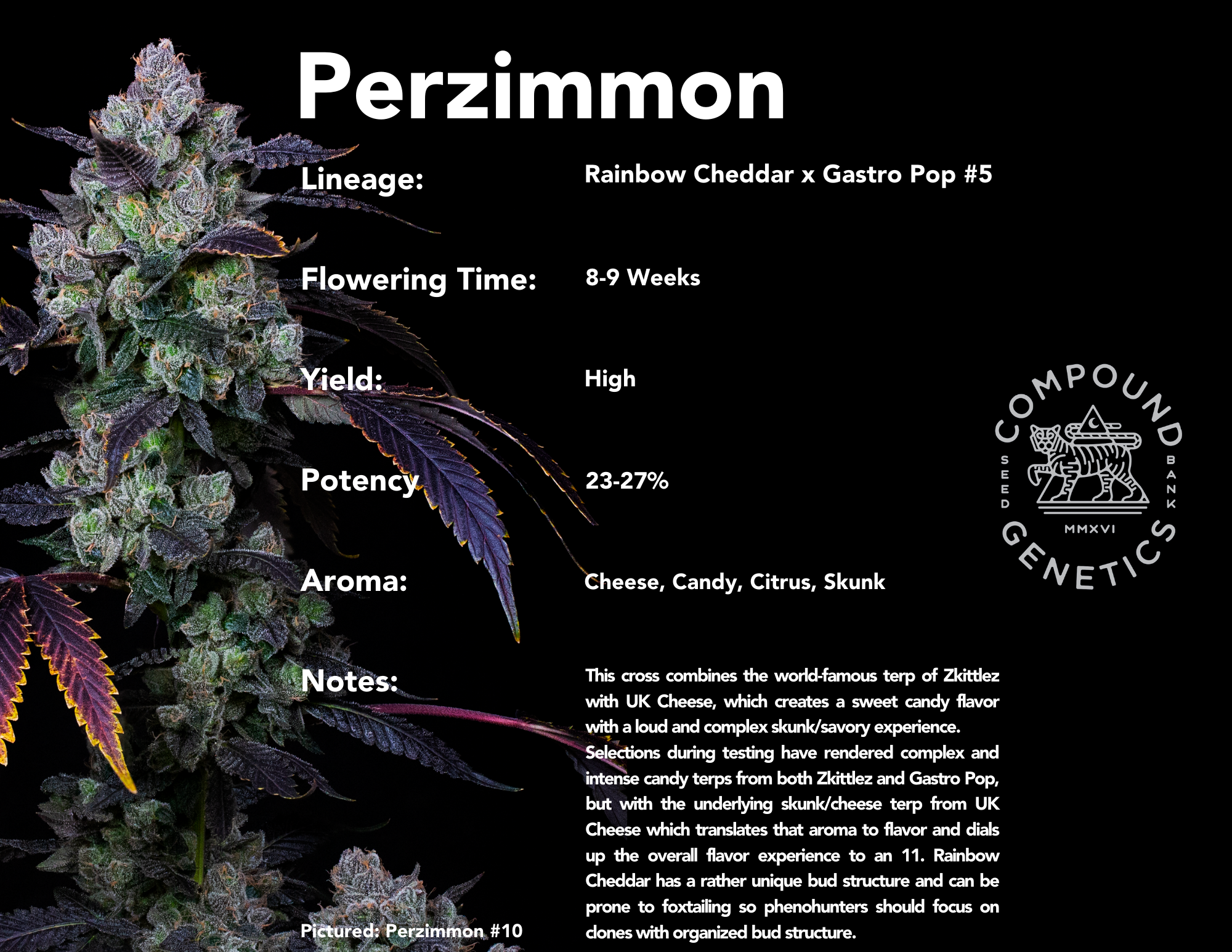 Perzimmon bred by Compound Genetics