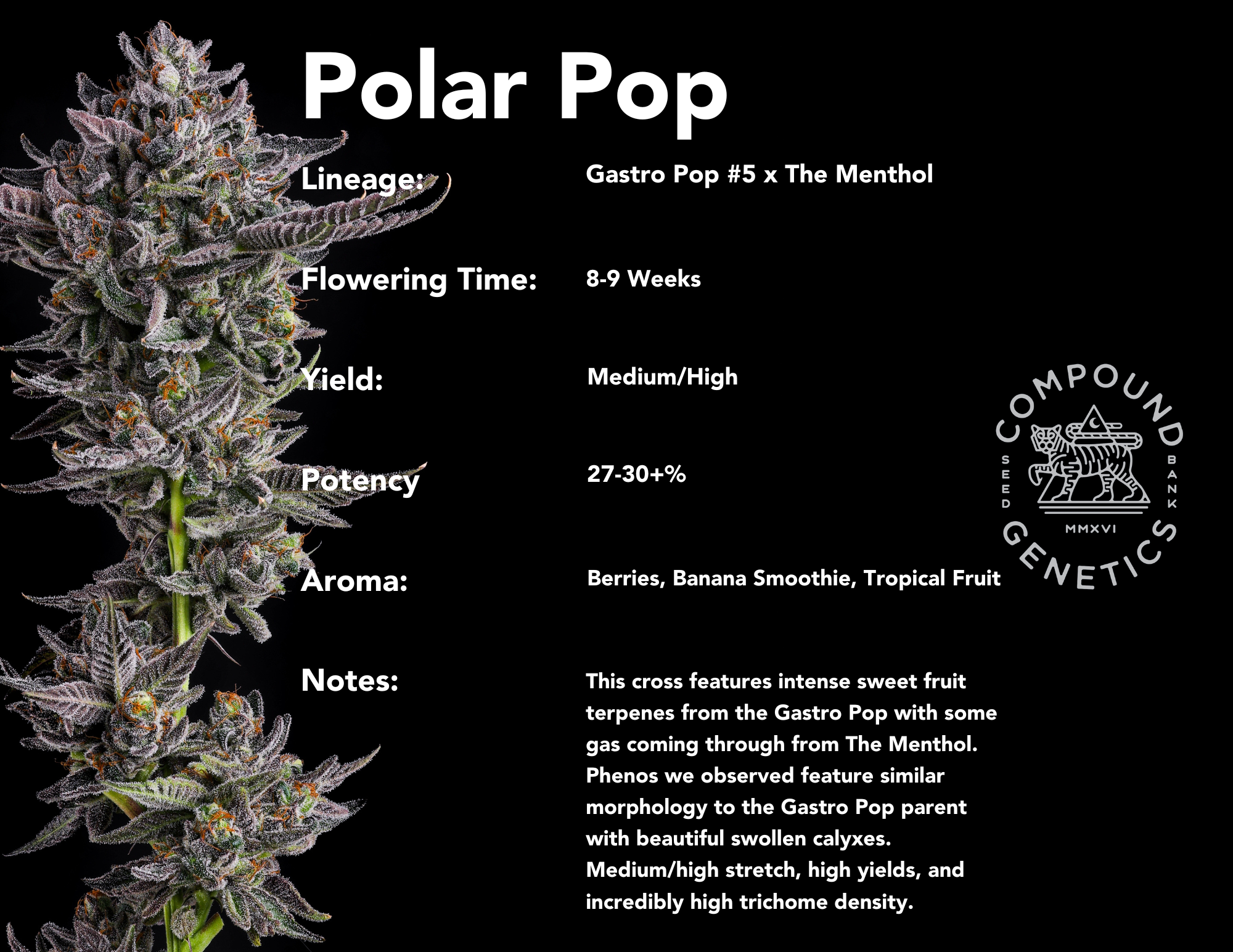 Polar Pop bred by Compound Genetics - Gastro Pop #5 x The Menthol
