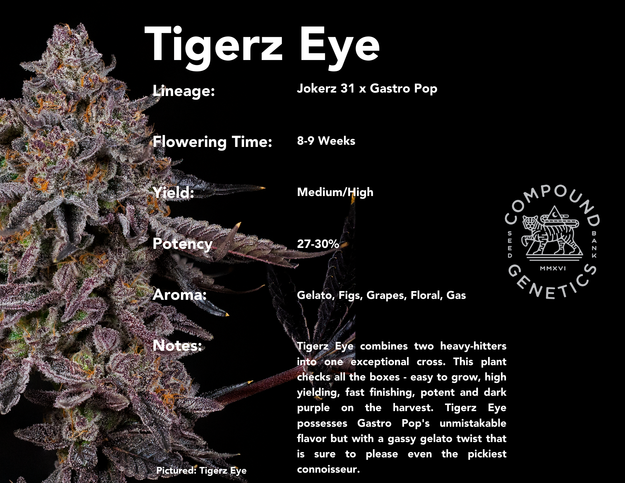 Tigerz Eye bred by Compound Genetics